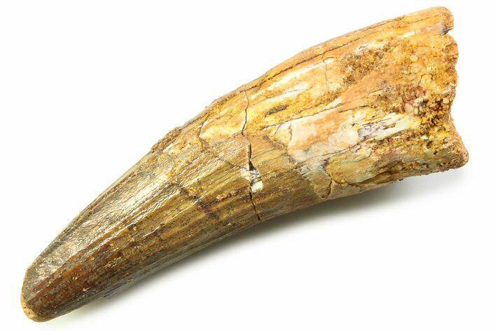 Fossil Spinosaurus Tooth - Real Dinosaur Tooth #357846